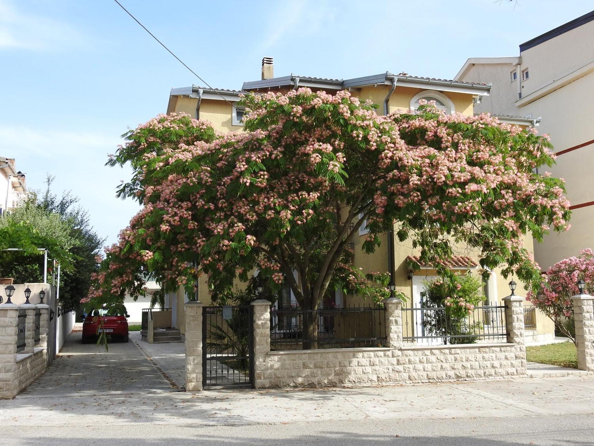 Apartment Luna Budva